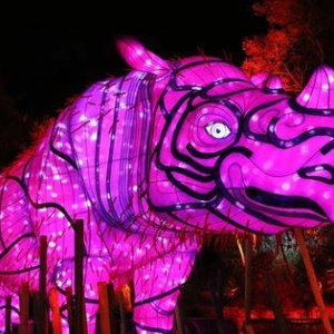 Mandylights Vivid 5