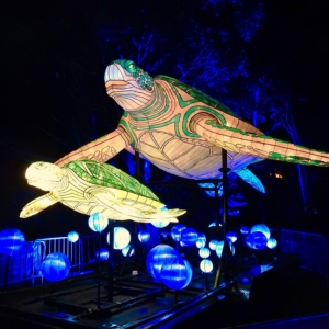 Mandylights Vivid 6
