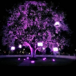 White-Night-13
